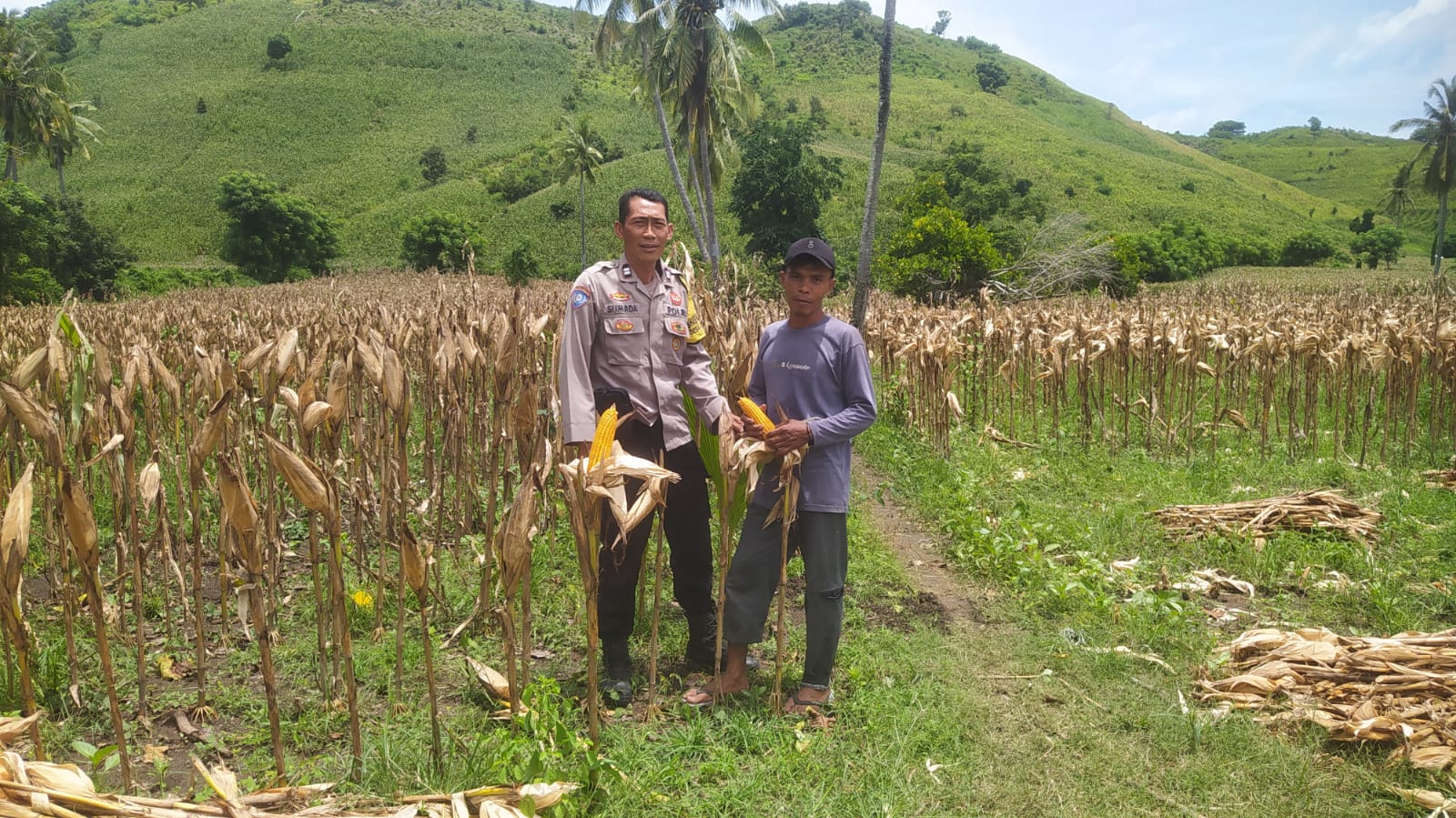 Bhabinkamtibmas Hadir di Ladang Jagung, Petani Merasa Didukung