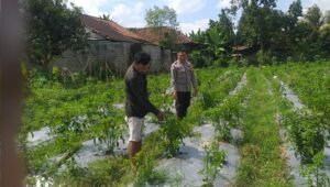 Bhabinkamtibmas Jagaraga Gencarkan Sosialisasi Ketahanan Pangan, Dorong Petani Manfaatkan Lahan