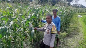 Bhabinkamtibmas Montong Are Dorong Ketahanan Pangan Melalui Pendataan Petani Jagung