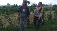 Ketahanan Pangan Dimulai dari Desa, Inisiatif Bhabinkamtibmas di Dusun Beremi Kuripan