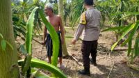Ketahanan Pangan Diperkuat, Polres Lombok Barat Turun ke Ladang