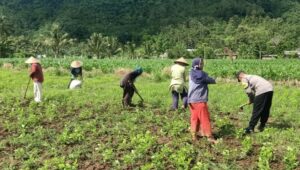 Sinergi Polisi-Warga Kuripan, Ketahanan Pangan Dimulai dari Pekarangan