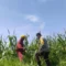 Tanpa Kendala Pupuk, Petani Jagung di Lombok Barat Semakin Optimis