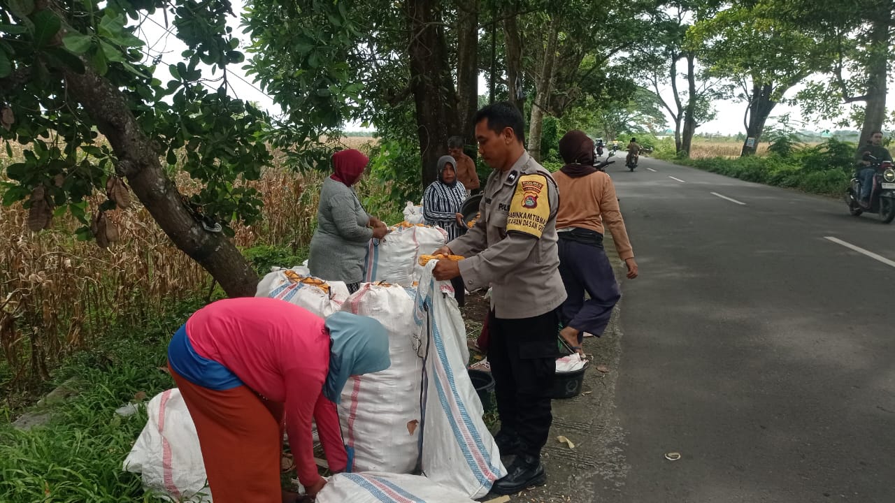 Sinergi Petani dan Polri di Lombok Barat Hasilkan Panen Jagung Melimpah