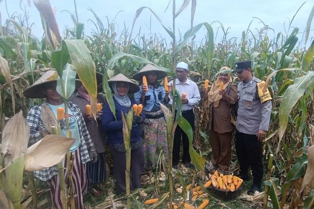Panen Jagung di Babussalam, Polri Jadi Sahabat Petani Lombok Barat