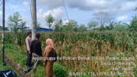 WhatsApp Image 2025-11-04 at 11.03.00 Bhabinkamtibmas Kediri Lobar dan PPL Tinjau Panen Jagung, Jaga Kestabilan Pangan Desa