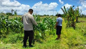 Strategi Polsek Labuapi Dukung Pangan: Jual Jagung ke Bulog & Tanam Pekarangan